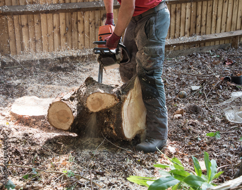 Forest worker using a chainsaw to cut through part of a tree stump