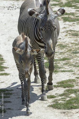 beautiful wild animals in safari