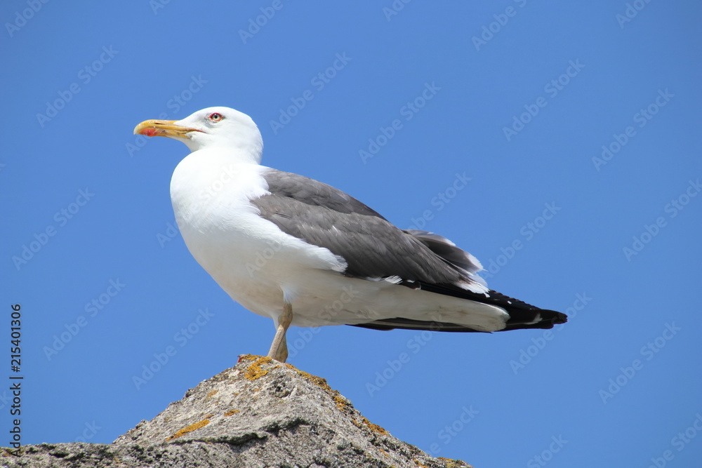 möve möve