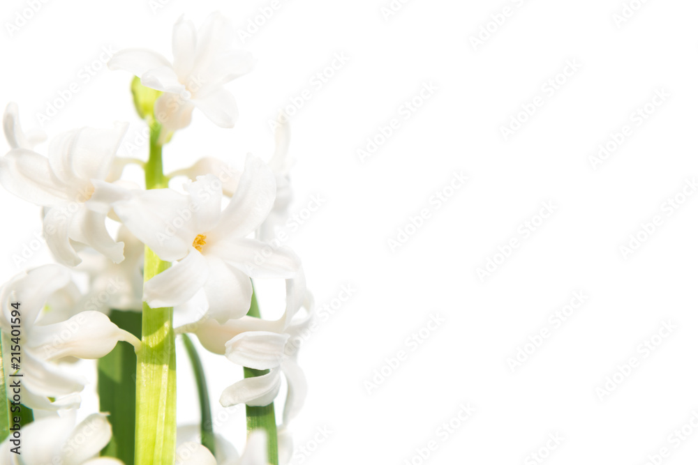 Fototapeta premium Spring flower hyacinth
