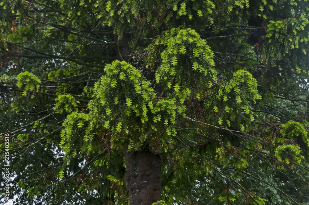 Fototapeta premium Morning wet leafage with drops after rainy night in Sabie, South Africa
