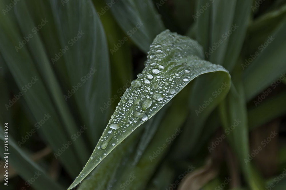 Morning wet leafage with drops after rainy night in Sabie, South Africa