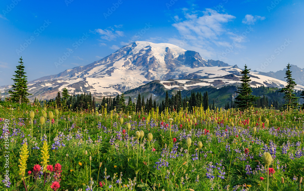 Mount Rainier Paradise in full bloom