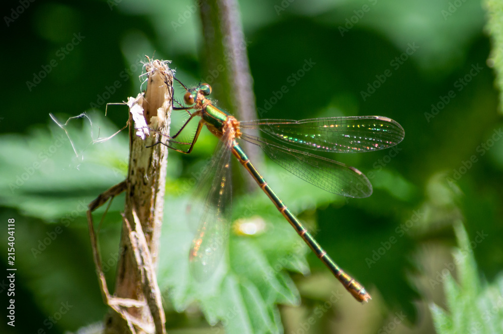 An Emerald damselfly hanging on a broken stem An Emerald damselfly hanging on a broken stem