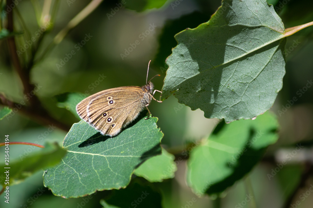 Obraz premium A ringlet perched on one leaf and pulling at another