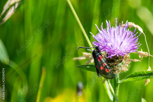 Narrow-bordered Five-spot Burnet with space for text