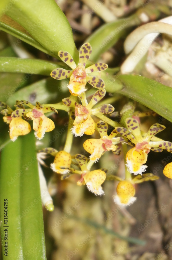 orchid orchid