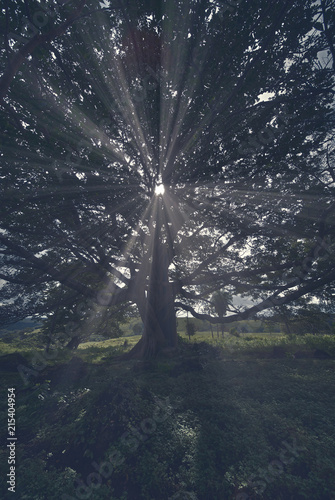 A sunburst is breaking through the dense crown of a tree with many names: Enterolobium cyclocarpum is commonly known as guanacaste, caro caro, or elephant-ear tree.  photo