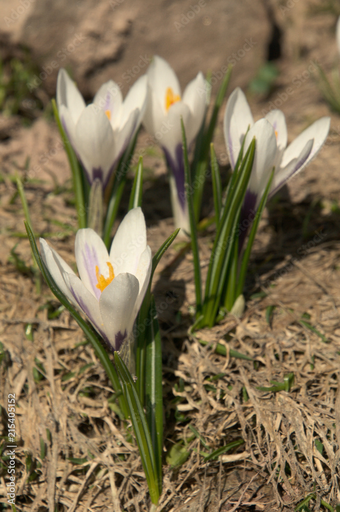 Crocus vernus albiflorus; Alpine Crocus on Flumserberg, Swiss Alps