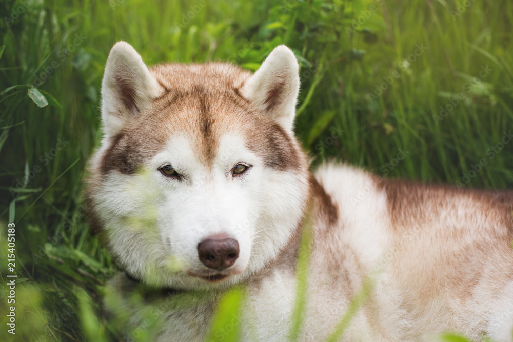 Close-up Portrait of beautiful Beige and white Siberian Husky dog lying in the grass in the field Close-up Portrait of beautiful Beige and white Siberian Husky dog lying in the grass in the field