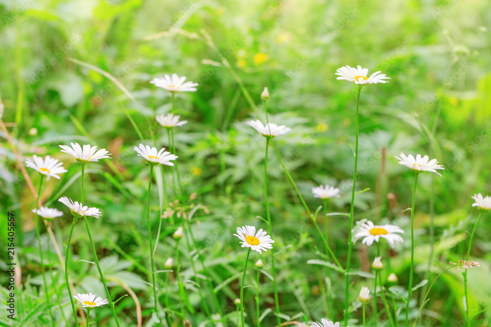 Forest daisies on meadow. Blooming daisies in nature. Natural background. Summer landscape. Forest daisies on meadow. Blooming daisies in nature. Natural background. Summer landscape.