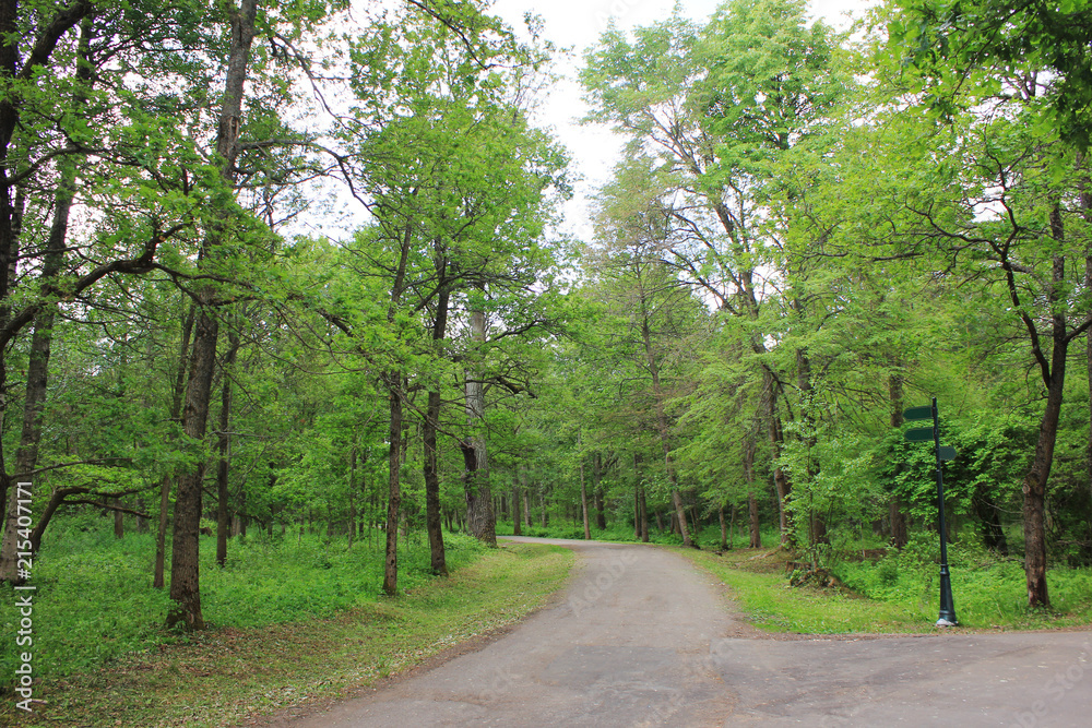 Forest Alley between Trees on Summer Day with No People. Narrow Country Road and Walkway Path Surrounded by Green Trees in Park. Landscape of Forest Trees and Cozy Pathway Leading Forward. Forest Alley between Trees on Summer Day with No People. Narrow Country Road and Walkway Path Surrounded by Green Trees in Park. Landscape of Forest Trees and Cozy Pathway Leading Forward.