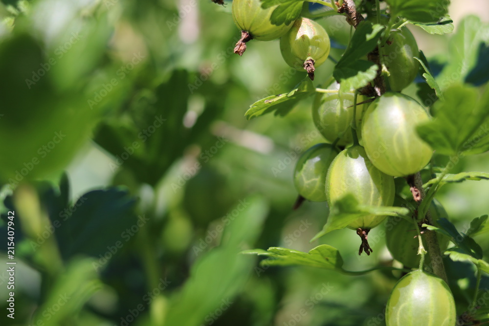 Green, not yet ripe berries of gooseberry. Beautiful bush in the rays of the rising sun.