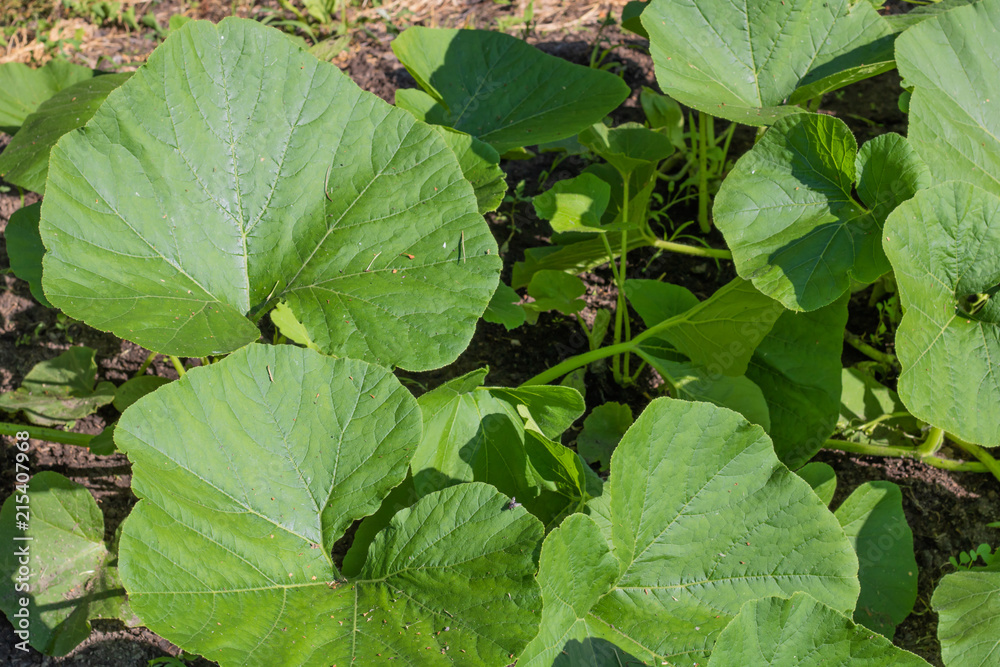 Green leaves of zucchini in the garden on the seedlings.