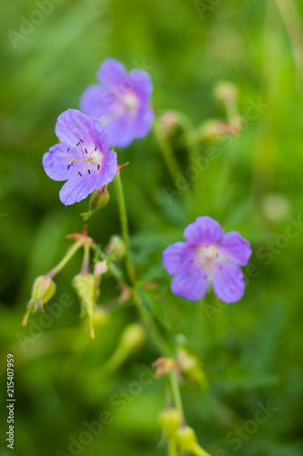 Beautiful, violet field flowers at sunset of the day.
