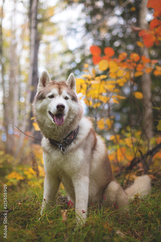 Portrait of beautiful Beige and white dog breed Siberian Husky sitting in fall season on a bright forest background