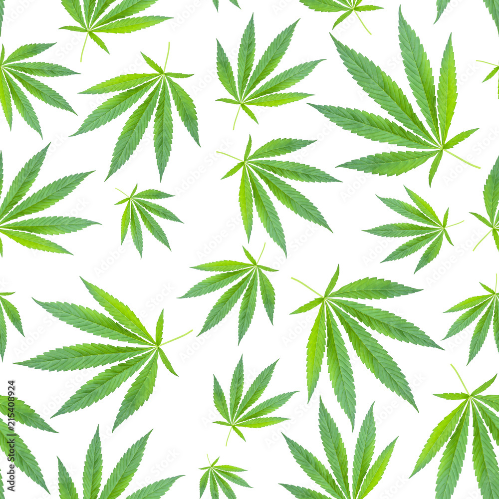 marijuana leaves seamless pattern on white background. cannabis background. concept of drugs, hemp