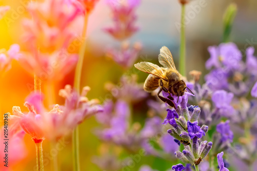 Canvas The bee pollinates the lavender flowers