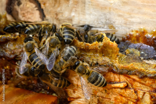 Propolis. Bee glue. Bee products. Apitherapy. Apiculture.
