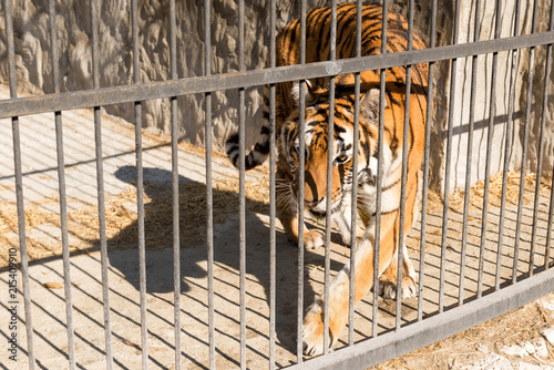 Tiger in captivity in a zoo behind bars. Power and aggression in the cage.
