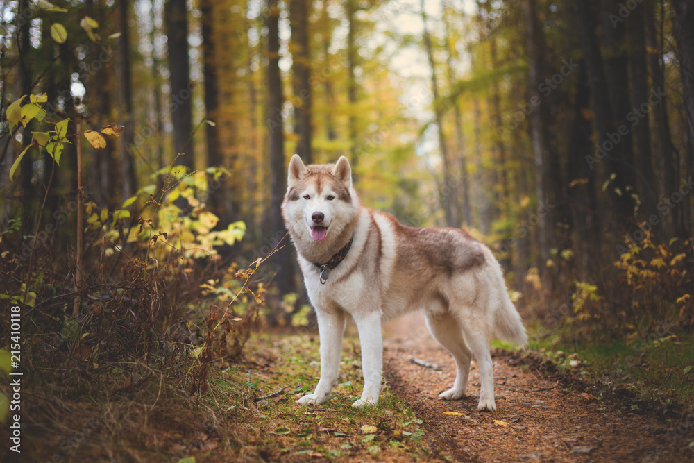 Portrait of beautiful Siberian Husky dog standing in the bright enchanting fall forest Portrait of beautiful Siberian Husky dog standing in the bright enchanting fall forest