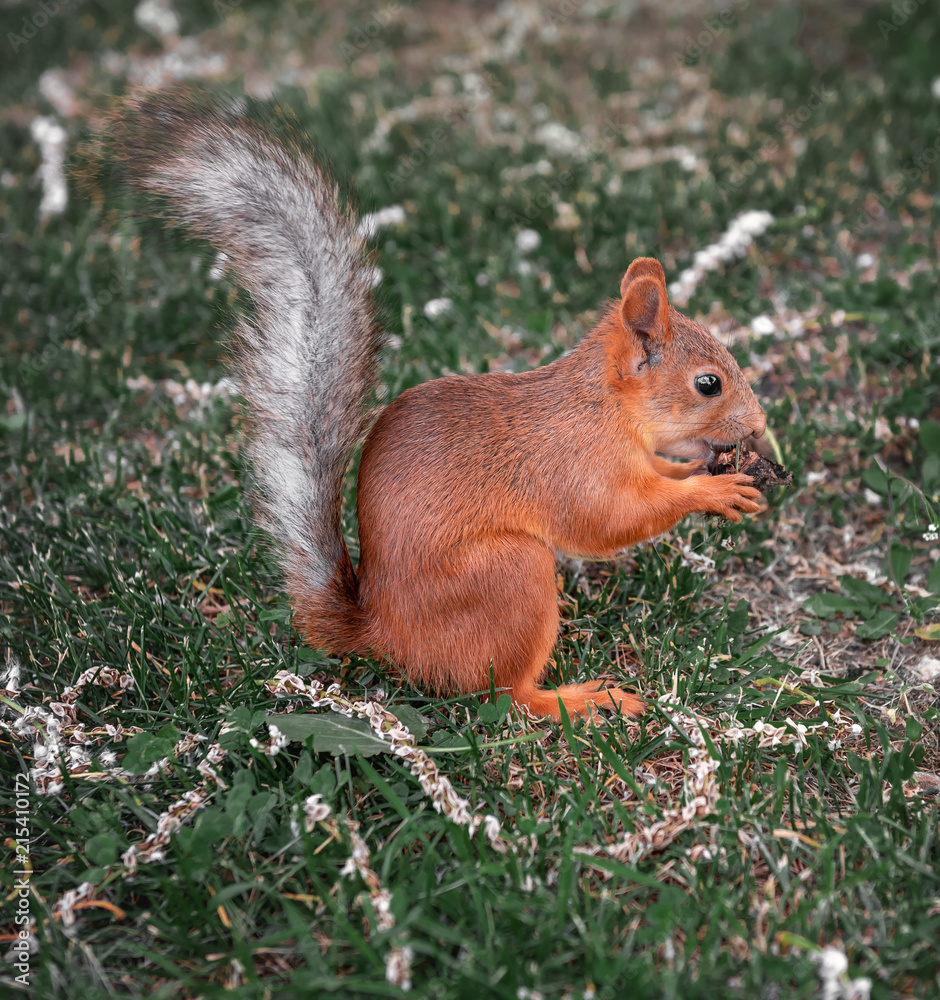 Red-haired squirrel eating on green grass Red-haired squirrel eating on green grass