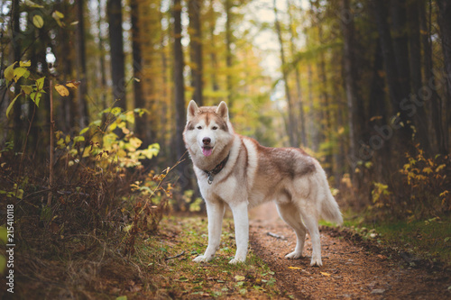 Portrait of beautiful Siberian Husky dog standing in the bright enchanting fall forest © Anastasiia