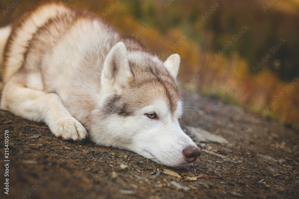 Profile Portrait of siberian Husky dog lying is on the ground in bright fall forest at sunset on mountain bakground Profile Portrait of siberian Husky dog lying is on the ground in bright fall forest at sunset on mountain bakground