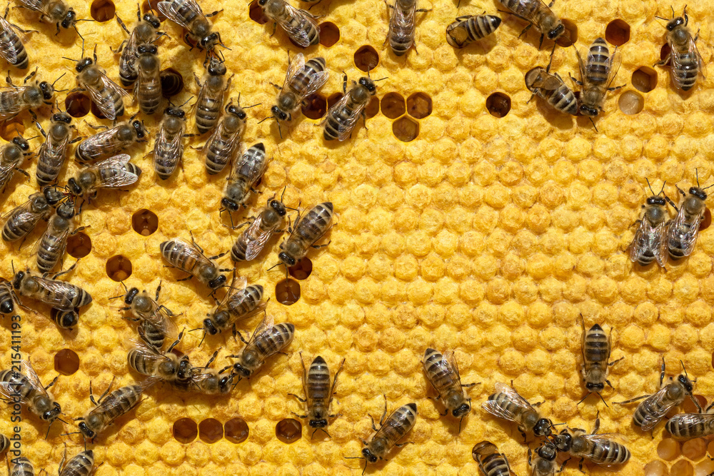 Bee on a cell with larvae. Bees Broods Copyspace. Concept of beekeeping. Bee on a cell with larvae. Bees Broods Copyspace. Concept of beekeeping.