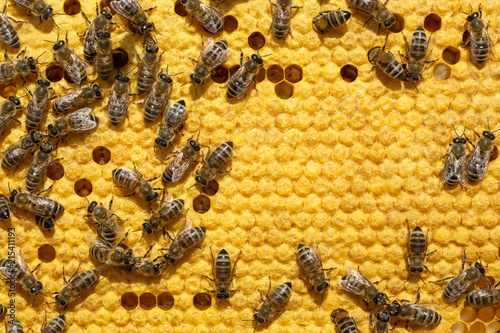 Bee on a cell with larvae. Bees Broods Copyspace. Concept of beekeeping. © kosolovskyy