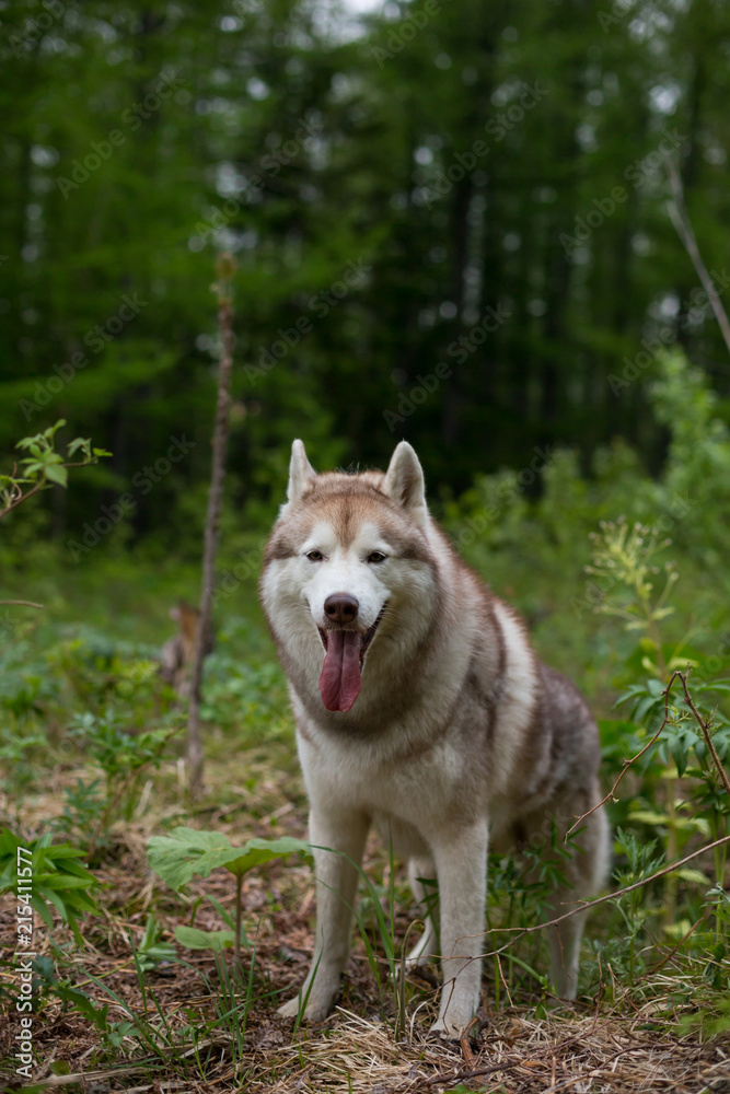 Portrait of beautiful dog breed siberian husky standing the green forest and looks like a wolf