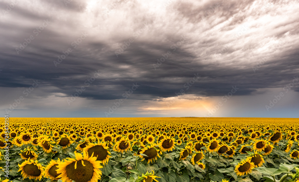Fototapeta premium Sunflowers in landscape