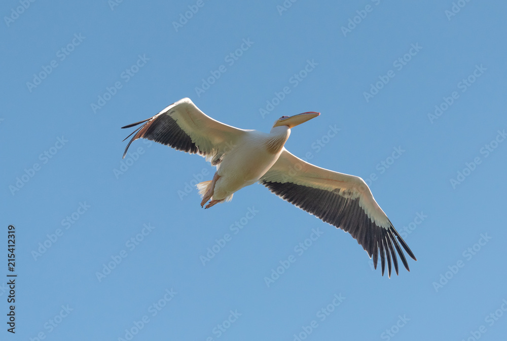Obraz premium Pelican