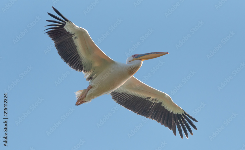 Obraz premium Pelican