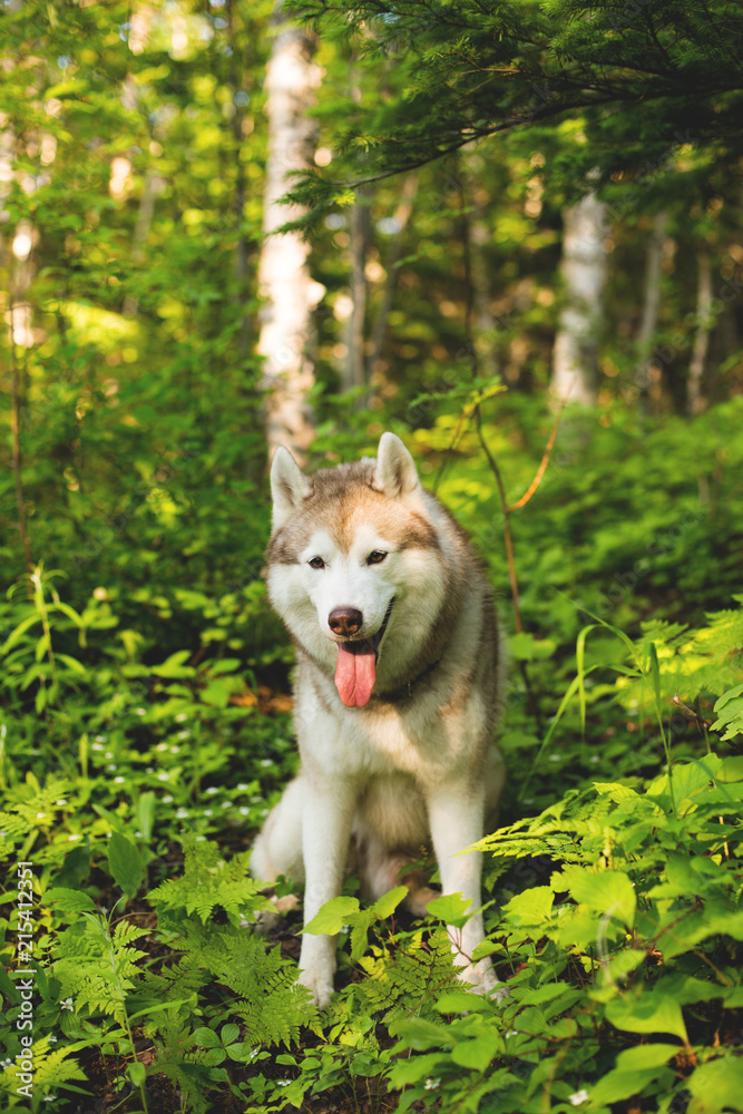 Portrait of cutedog breed siberian husky sitting on the hill in the green forest in summer