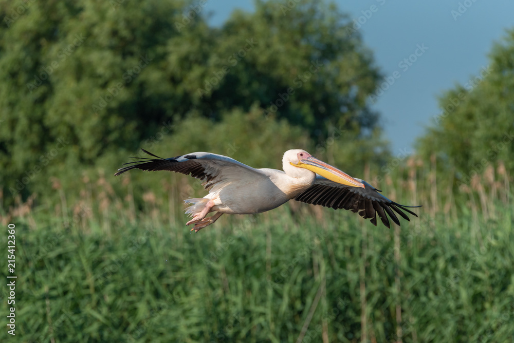 Obraz premium Pelican