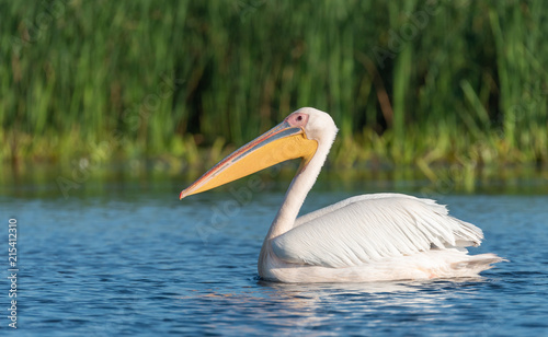 Pelican © Florin Andrei