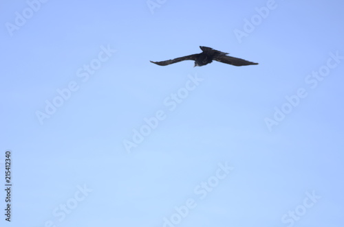 crow fly © mychal