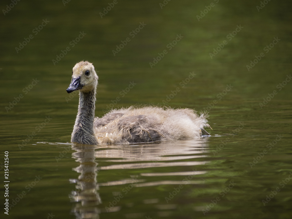Fototapeta premium Cute baby goose on water