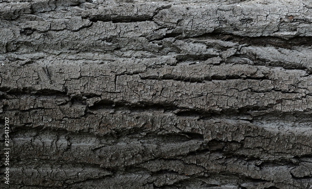 Bark of tree texture Bark of tree texture