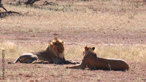 Lions in Kgalagadi Transfortier Park, South Africa. photo