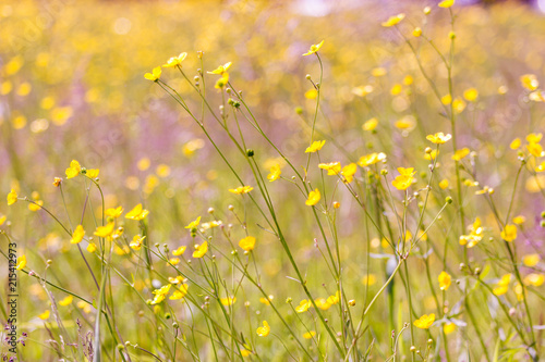 Yellow flowers on field