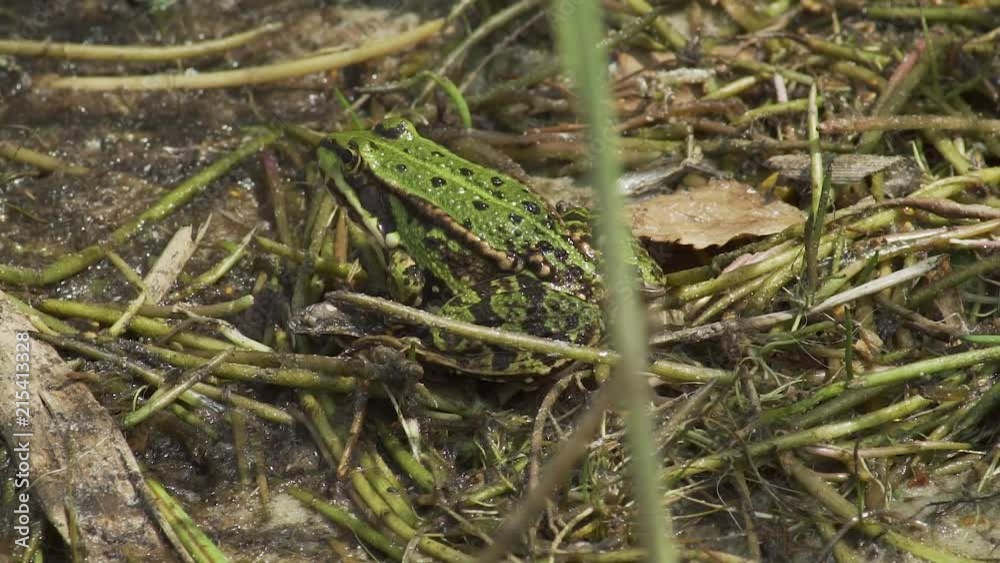 A Frog sitting in shallow water A Frog sitting in shallow water