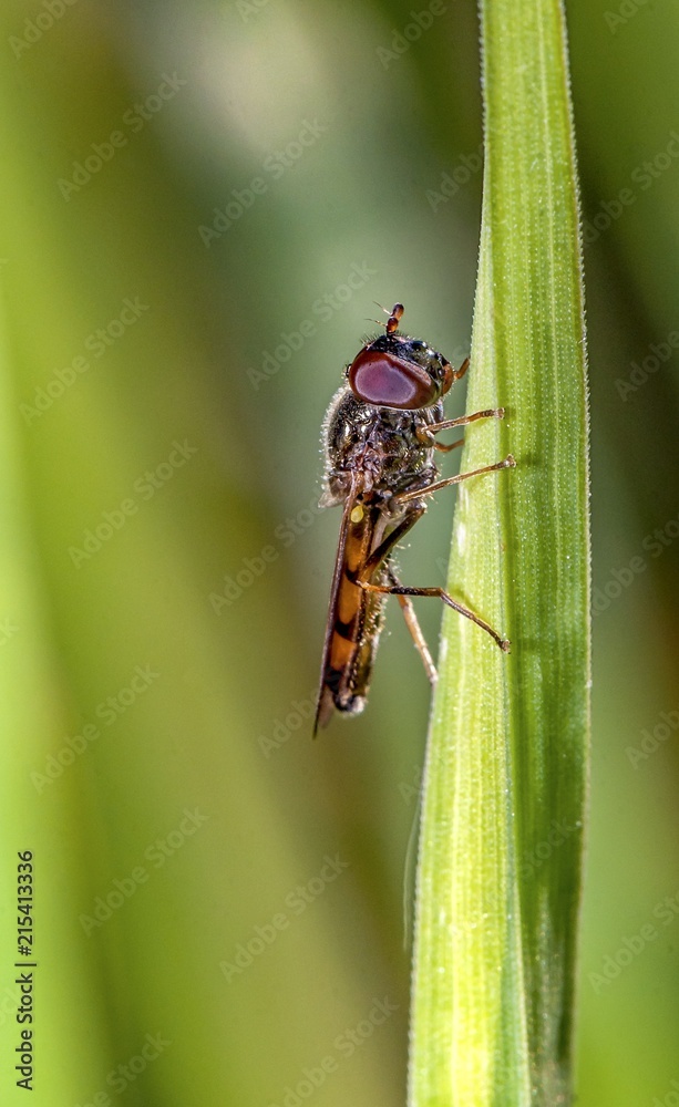 bug bug