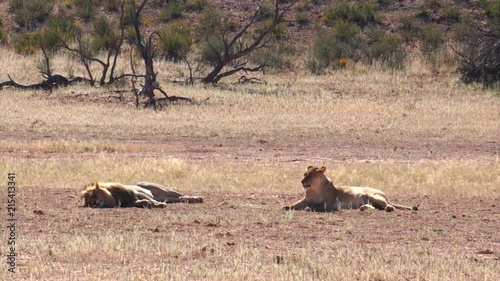 Lions in Kgalagadi Transfortier Park, South Africa. photo