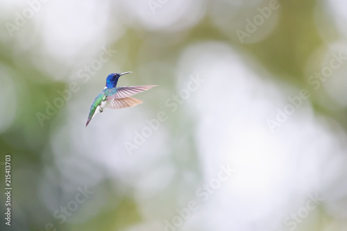 An adult male White-necked Jacobin (Florisuga mellivora) hovers with widely stretched wings in front of a bright, blurred background.