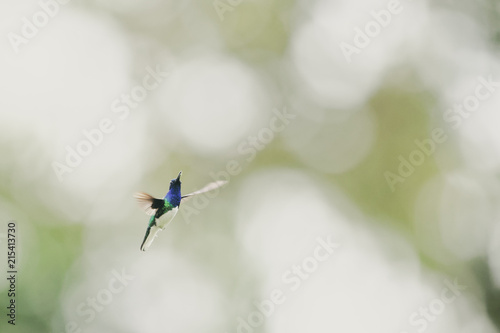 An adult male White-necked Jacobin (Florisuga mellivora) hovers with widely stretched wings in front of a bright, blurred background.