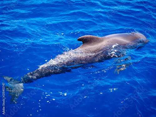 Pilot whale (Globicephala melas) free in open sea water in tenerife (spain)