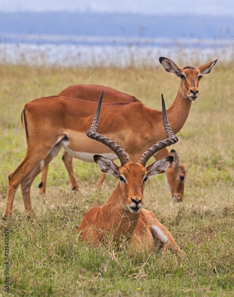 deers deers