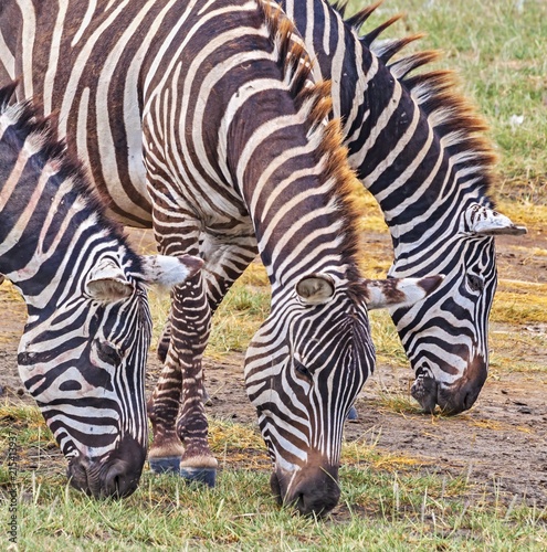 zebra